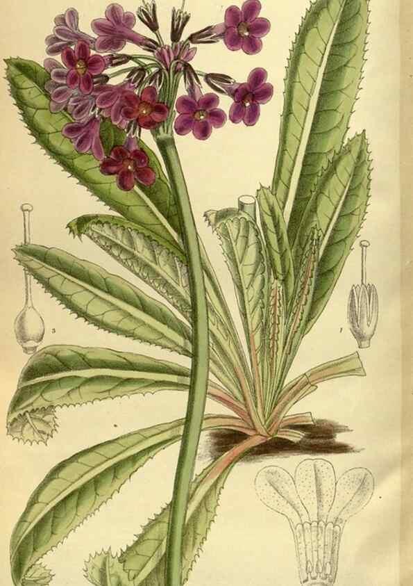 Reproducción/Reproduction 35247833723: Curtis's botanical magazine.. London ; New York [etc.] :Academic Press [etc.]