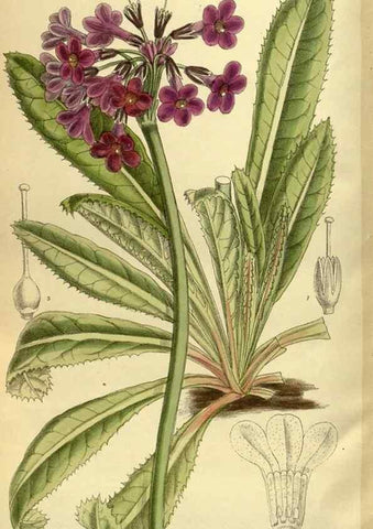 Reproducción/Reproduction 35247833723: Curtis's botanical magazine.. London ; New York [etc.] :Academic Press [etc.]