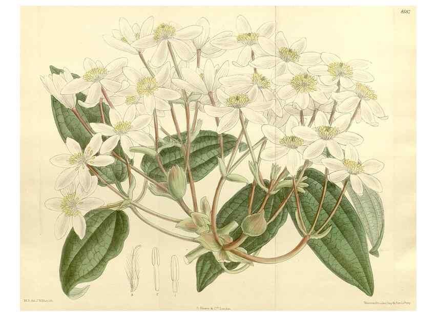 Reproducción/Reproduction 35247836013: Curtis's botanical magazine.. London ; New York [etc.] :Academic Press [etc.]