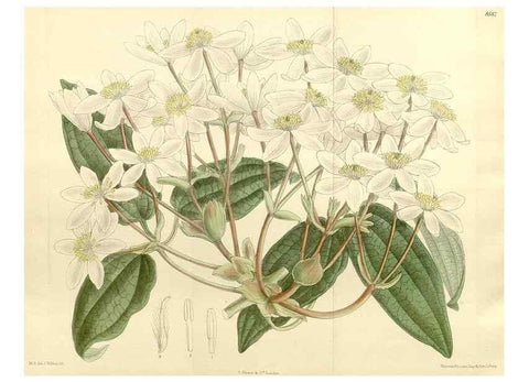 Reproducción/Reproduction 35247836013: Curtis's botanical magazine.. London ; New York [etc.] :Academic Press [etc.]