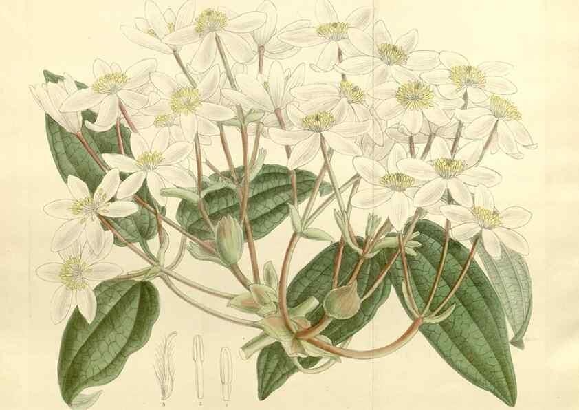 Reproducción/Reproduction 35247836013: Curtis's botanical magazine.. London ; New York [etc.] :Academic Press [etc.]
