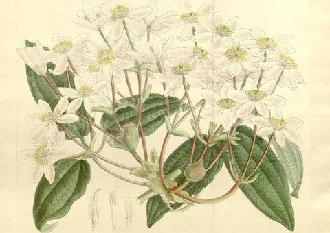 Reproducción/Reproduction 35247836013: Curtis's botanical magazine.. London ; New York [etc.] :Academic Press [etc.]