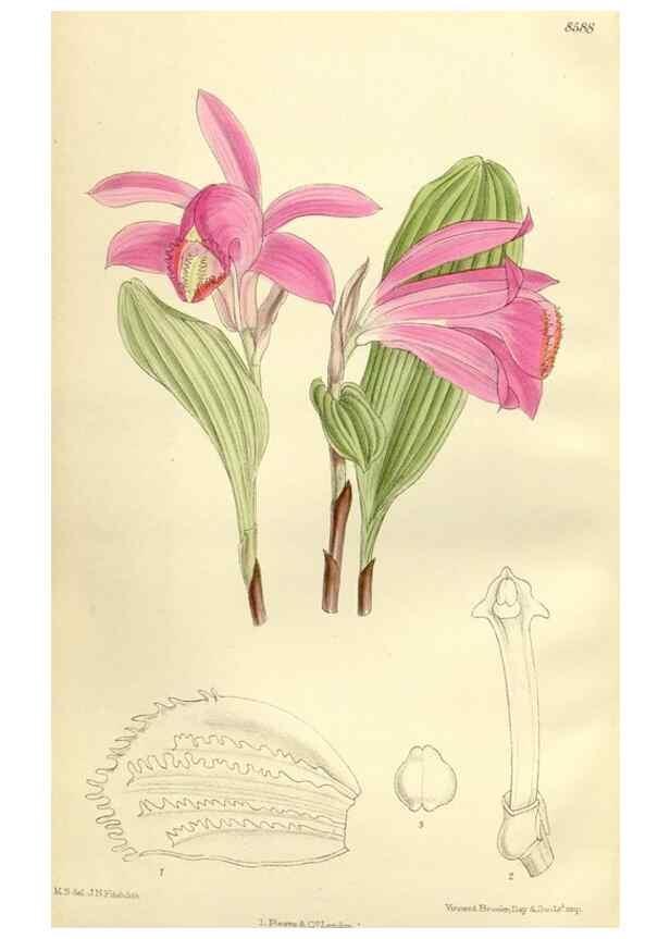 Reproducción/Reproduction 35247838133: Curtis's botanical magazine.. London ; New York [etc.] :Academic Press [etc.]
