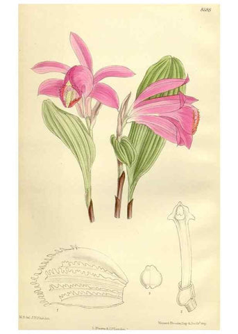 Reproducción/Reproduction 35247838133: Curtis's botanical magazine.. London ; New York [etc.] :Academic Press [etc.]