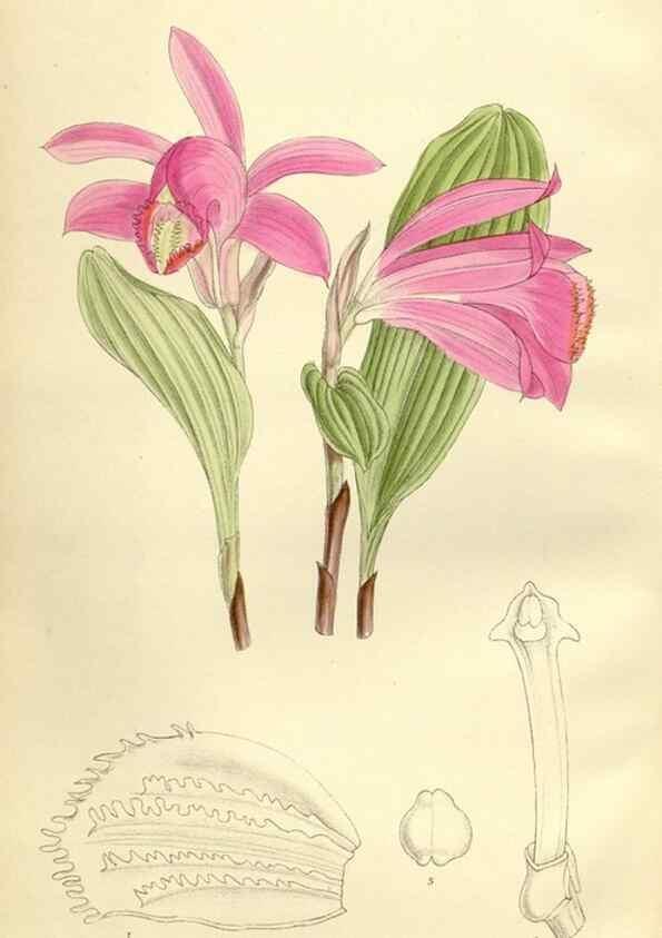 Reproducción/Reproduction 35247838133: Curtis's botanical magazine.. London ; New York [etc.] :Academic Press [etc.]