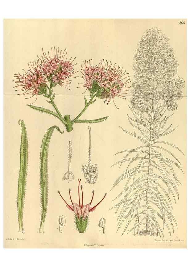 Reproducción/Reproduction 35667348160: Curtis's botanical magazine.. London ; New York [etc.] :Academic Press [etc.]