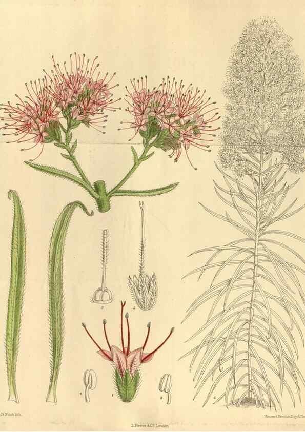 Reproducción/Reproduction 35667348160: Curtis's botanical magazine.. London ; New York [etc.] :Academic Press [etc.]