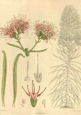Reproducción/Reproduction 35667348160: Curtis's botanical magazine.. London ; New York [etc.] :Academic Press [etc.]