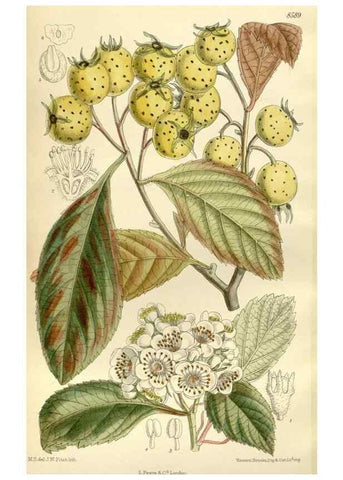 Reproducción/Reproduction 35247840853: Curtis's botanical magazine.. London ; New York [etc.] :Academic Press [etc.]
