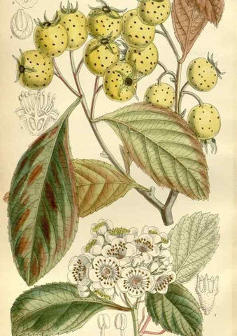 Reproducción/Reproduction 35247840853: Curtis's botanical magazine.. London ; New York [etc.] :Academic Press [etc.]