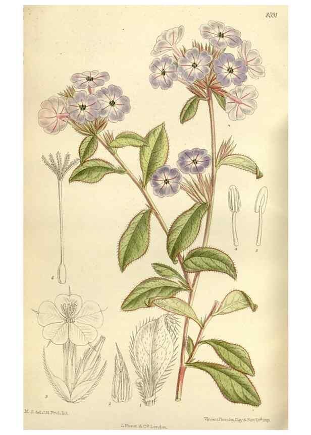 Reproducción/Reproduction 35923062001: Curtis's botanical magazine.. London ; New York [etc.] :Academic Press [etc.]