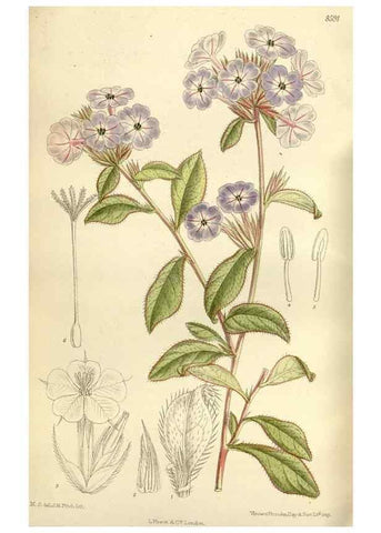 Reproducción/Reproduction 35923062001: Curtis's botanical magazine.. London ; New York [etc.] :Academic Press [etc.]