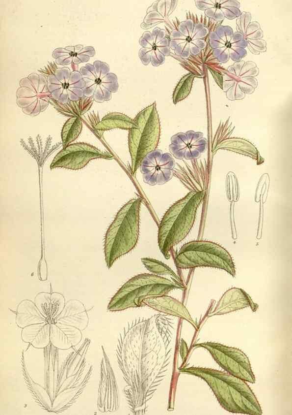 Reproducción/Reproduction 35923062001: Curtis's botanical magazine.. London ; New York [etc.] :Academic Press [etc.]