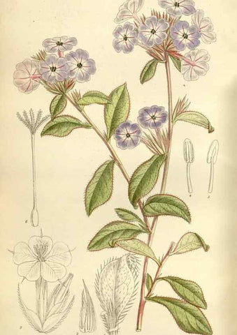 Reproducción/Reproduction 35923062001: Curtis's botanical magazine.. London ; New York [etc.] :Academic Press [etc.]