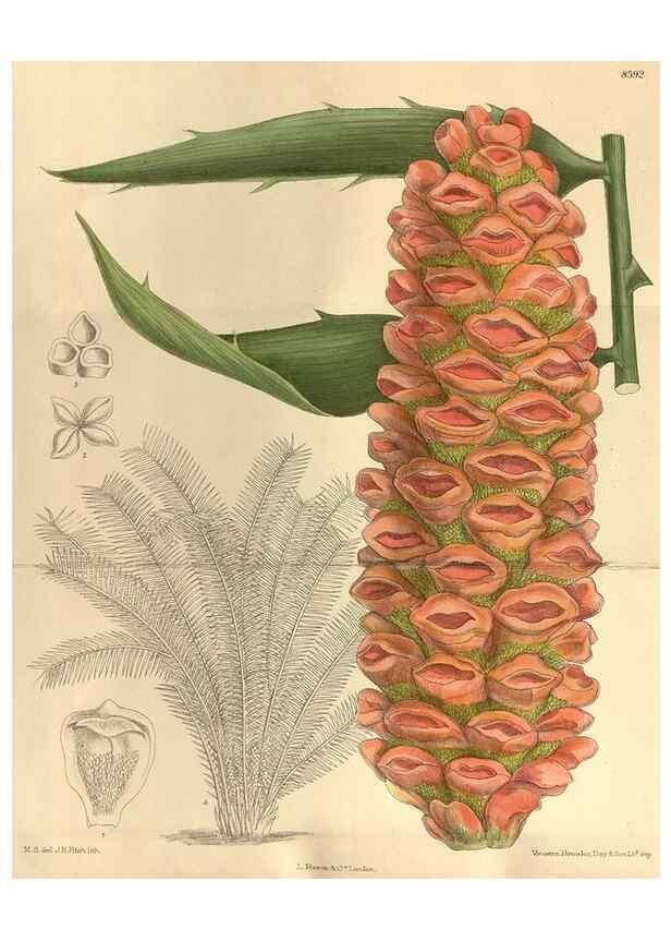 Reproducción/Reproduction 35248005083: Curtis's botanical magazine.. London ; New York [etc.] :Academic Press [etc.]