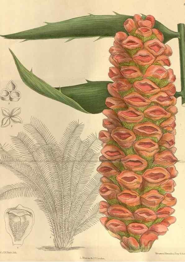 Reproducción/Reproduction 35248005083: Curtis's botanical magazine.. London ; New York [etc.] :Academic Press [etc.]