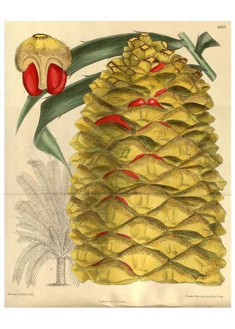 Reproducción/Reproduction 35923409561: Curtis's botanical magazine.. London ; New York [etc.] :Academic Press [etc.]