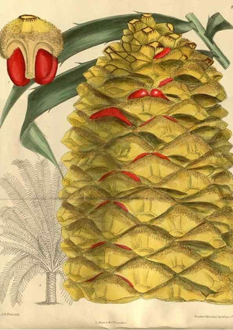 Reproducción/Reproduction 35923409561: Curtis's botanical magazine.. London ; New York [etc.] :Academic Press [etc.]