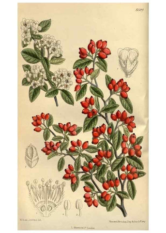 Reproducción/Reproduction 35923413141: Curtis's botanical magazine.. London ; New York [etc.] :Academic Press [etc.]