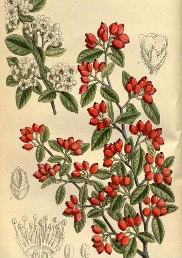 Reproducción/Reproduction 35923413141: Curtis's botanical magazine.. London ; New York [etc.] :Academic Press [etc.]