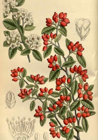 Reproducción/Reproduction 35923413141: Curtis's botanical magazine.. London ; New York [etc.] :Academic Press [etc.]