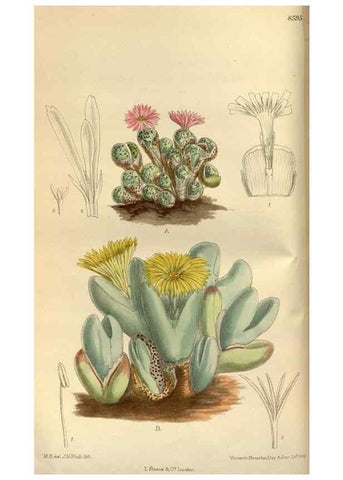 Reproducción/Reproduction 35217336624: Curtis's botanical magazine.. London ; New York [etc.] :Academic Press [etc.]