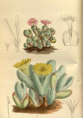 Reproducción/Reproduction 35217336624: Curtis's botanical magazine.. London ; New York [etc.] :Academic Press [etc.]