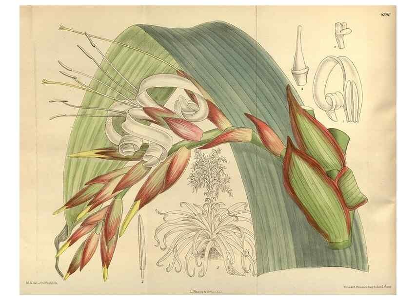 Reproducción/Reproduction 35217337854: Curtis's botanical magazine.. London ; New York [etc.] :Academic Press [etc.]