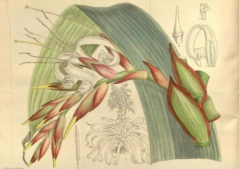 Reproducción/Reproduction 35217337854: Curtis's botanical magazine.. London ; New York [etc.] :Academic Press [etc.]