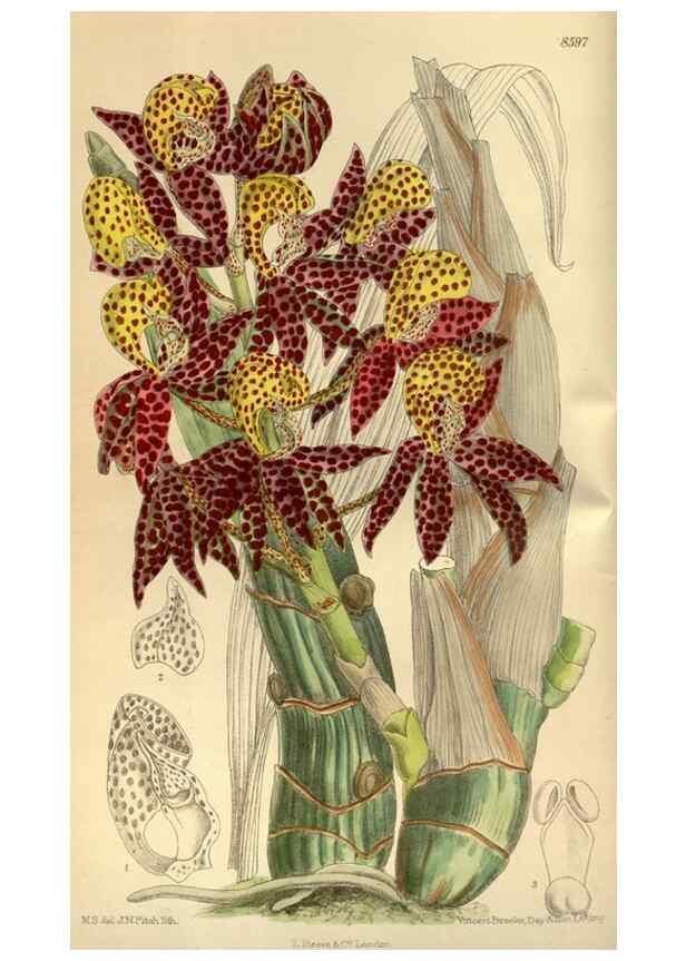 Reproducción/Reproduction 35217339434: Curtis's botanical magazine.. London ; New York [etc.] :Academic Press [etc.]