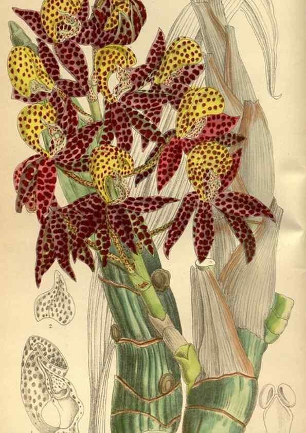 Reproducción/Reproduction 35217339434: Curtis's botanical magazine.. London ; New York [etc.] :Academic Press [etc.]