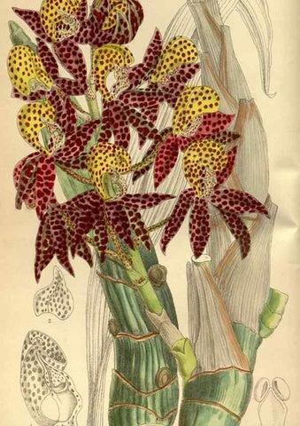 Reproducción/Reproduction 35217339434: Curtis's botanical magazine.. London ; New York [etc.] :Academic Press [etc.]