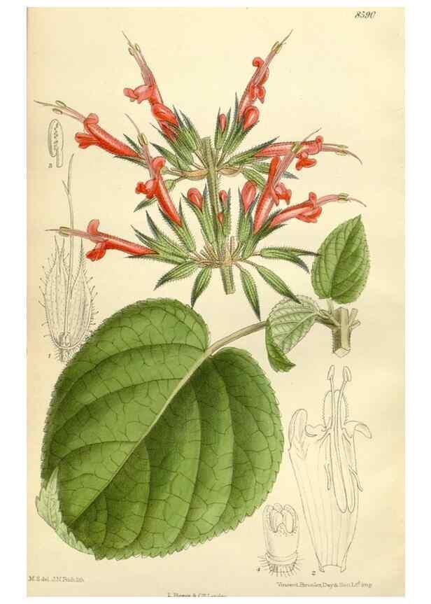 Reproducción/Reproduction 35923058001: Curtis's botanical magazine.. London ; New York [etc.] :Academic Press [etc.]