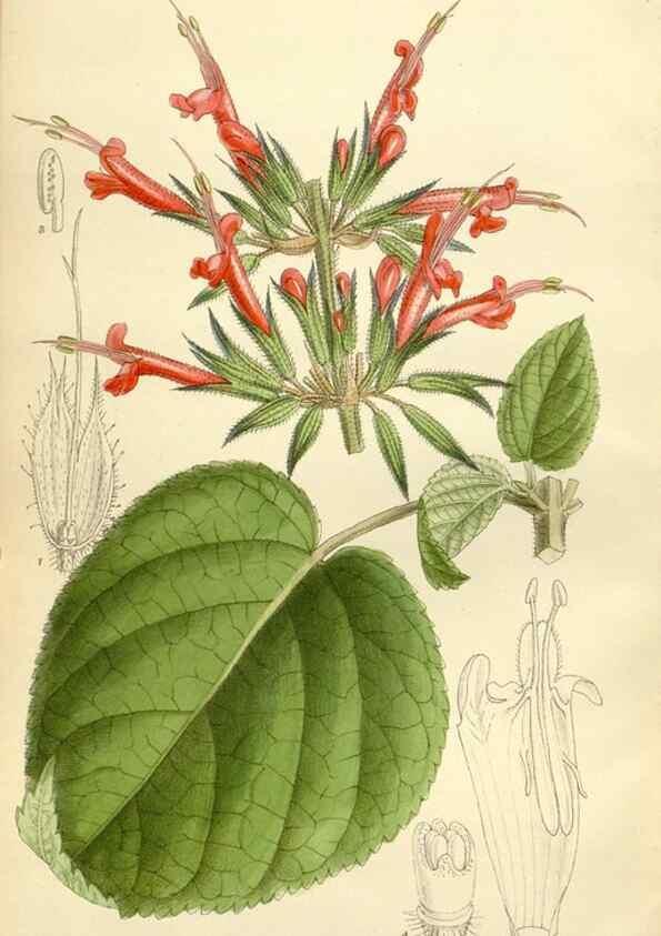 Reproducción/Reproduction 35923058001: Curtis's botanical magazine.. London ; New York [etc.] :Academic Press [etc.]