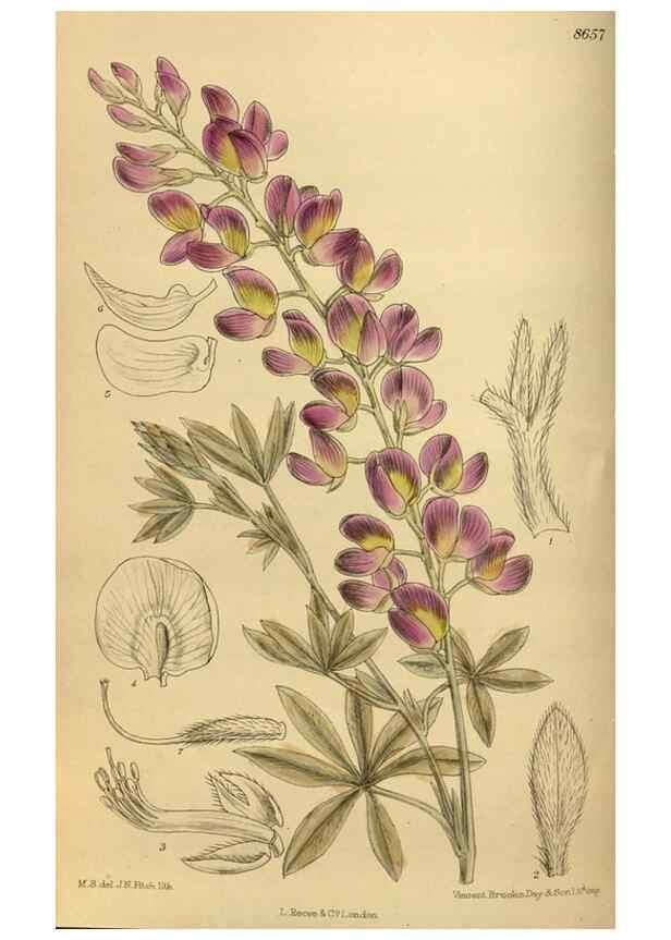 Reproducción/Reproduction 36057109925: Curtis's botanical magazine.. London ; New York [etc.] :Academic Press [etc.]