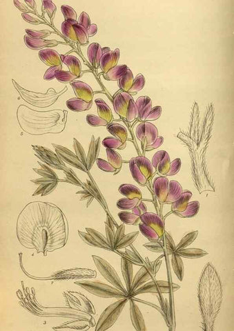 Reproducción/Reproduction 36057109925: Curtis's botanical magazine.. London ; New York [etc.] :Academic Press [etc.]