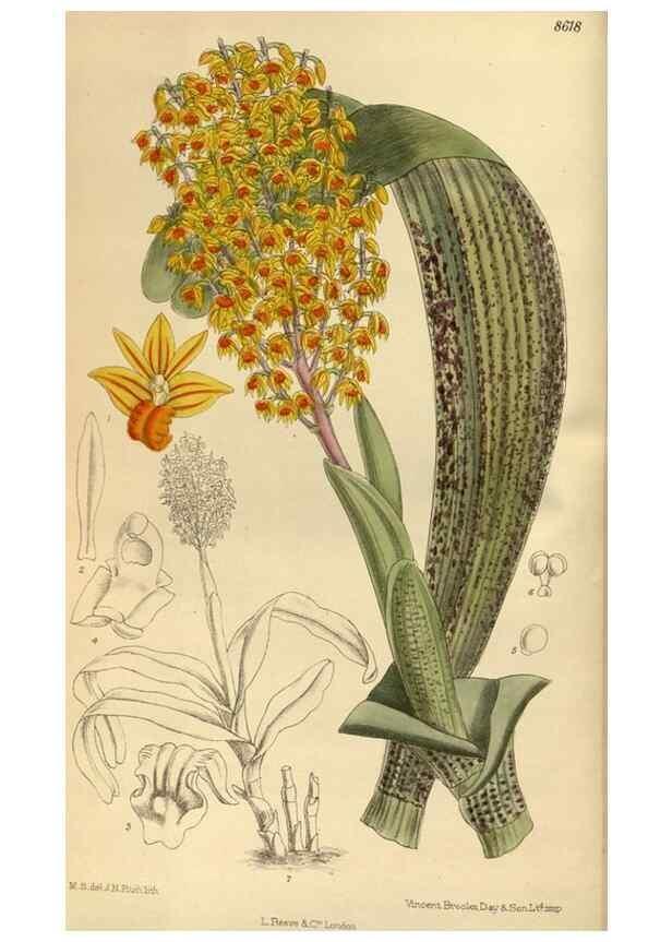 Reproducción/Reproduction 36015501936: Curtis's botanical magazine.. London ; New York [etc.] :Academic Press [etc.]