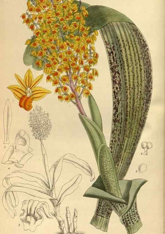 Reproducción/Reproduction 36015501936: Curtis's botanical magazine.. London ; New York [etc.] :Academic Press [etc.]