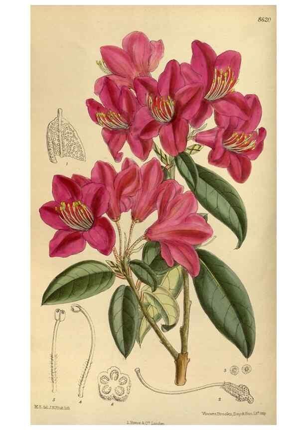 Reproducción/Reproduction 35667350570: Curtis's botanical magazine.. London ; New York [etc.] :Academic Press [etc.]