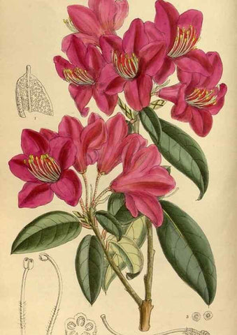 Reproducción/Reproduction 35667350570: Curtis's botanical magazine.. London ; New York [etc.] :Academic Press [etc.]