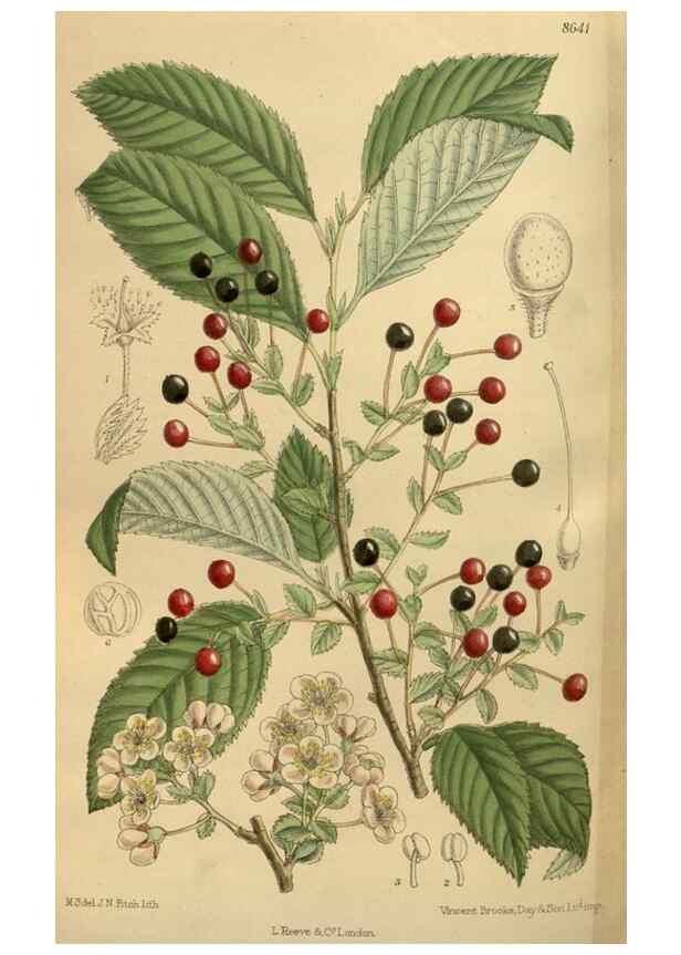 Reproducción/Reproduction 35923575811: Curtis's botanical magazine.. London ; New York [etc.] :Academic Press [etc.]