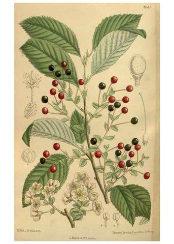 Reproducción/Reproduction 35923575811: Curtis's botanical magazine.. London ; New York [etc.] :Academic Press [etc.]