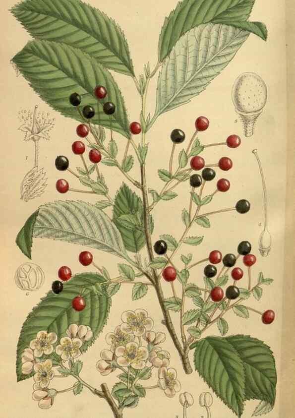 Reproducción/Reproduction 35923575811: Curtis's botanical magazine.. London ; New York [etc.] :Academic Press [etc.]