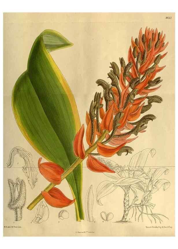 Reproducción/Reproduction 35248166633: Curtis's botanical magazine.. London ; New York [etc.] :Academic Press [etc.]