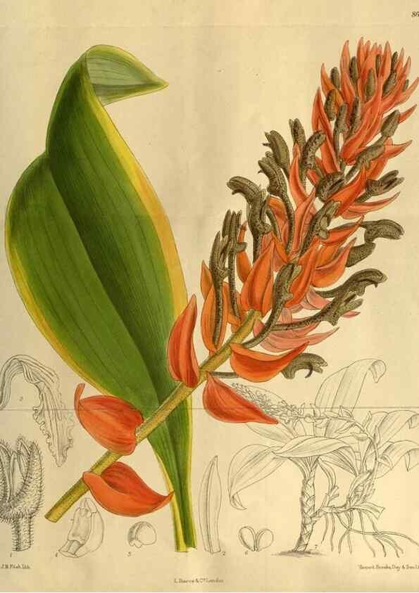 Reproducción/Reproduction 35248166633: Curtis's botanical magazine.. London ; New York [etc.] :Academic Press [etc.]