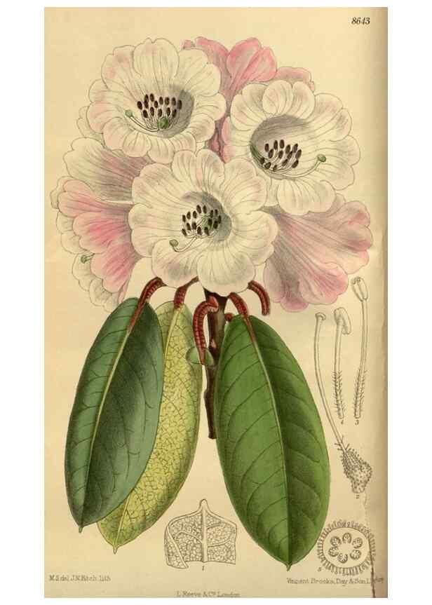 Reproducción/Reproduction 35248169013: Curtis's botanical magazine.. London ; New York [etc.] :Academic Press [etc.]