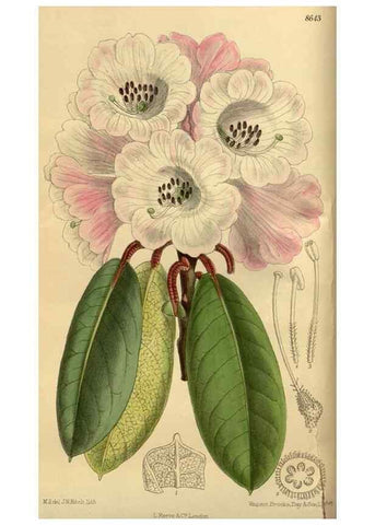 Reproducción/Reproduction 35248169013: Curtis's botanical magazine.. London ; New York [etc.] :Academic Press [etc.]