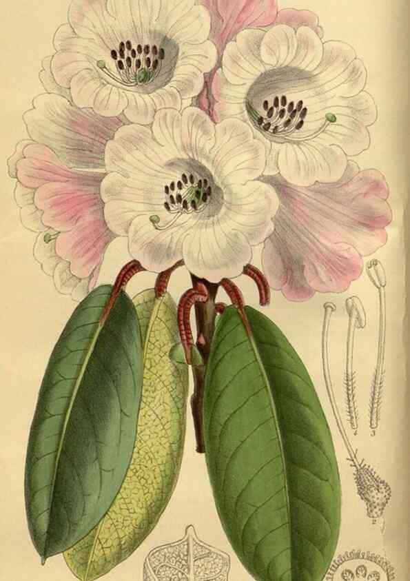 Reproducción/Reproduction 35248169013: Curtis's botanical magazine.. London ; New York [etc.] :Academic Press [etc.]