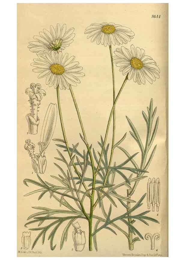 Reproducción/Reproduction 35248171353: Curtis's botanical magazine.. London ; New York [etc.] :Academic Press [etc.]