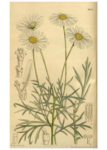 Reproducción/Reproduction 35248171353: Curtis's botanical magazine.. London ; New York [etc.] :Academic Press [etc.]